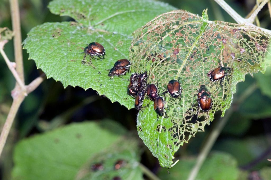 Pest & Disease Control