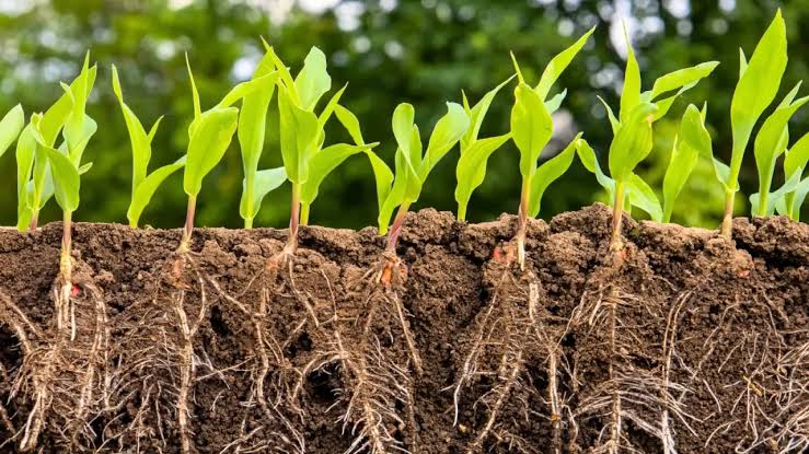 Growth Enhancement